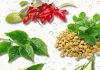 herbs that work like GLP-1